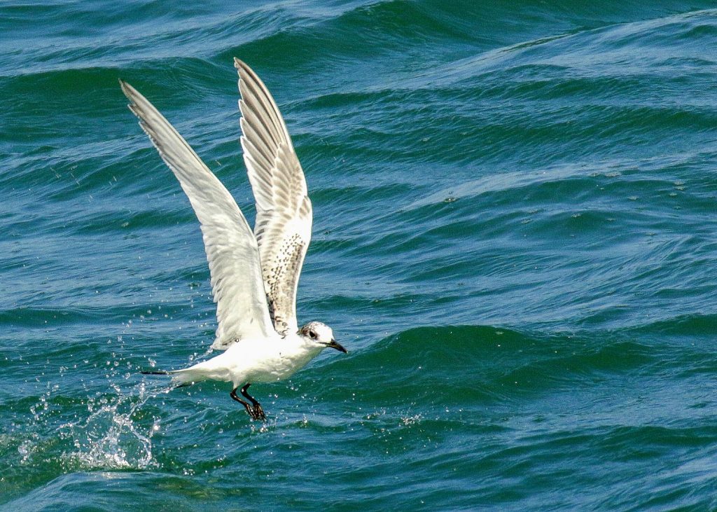 bird watching ireland