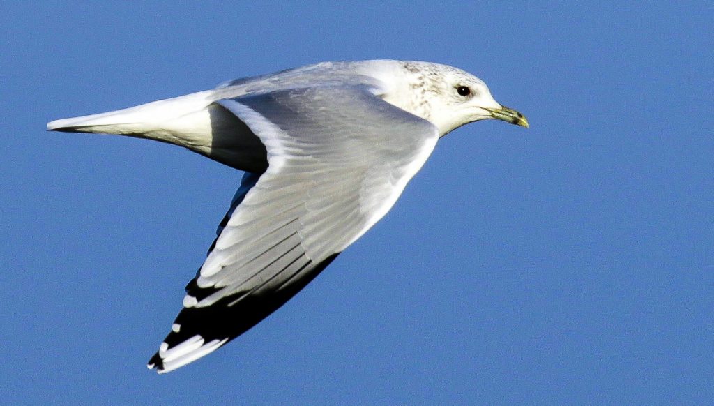 bird watching ireland