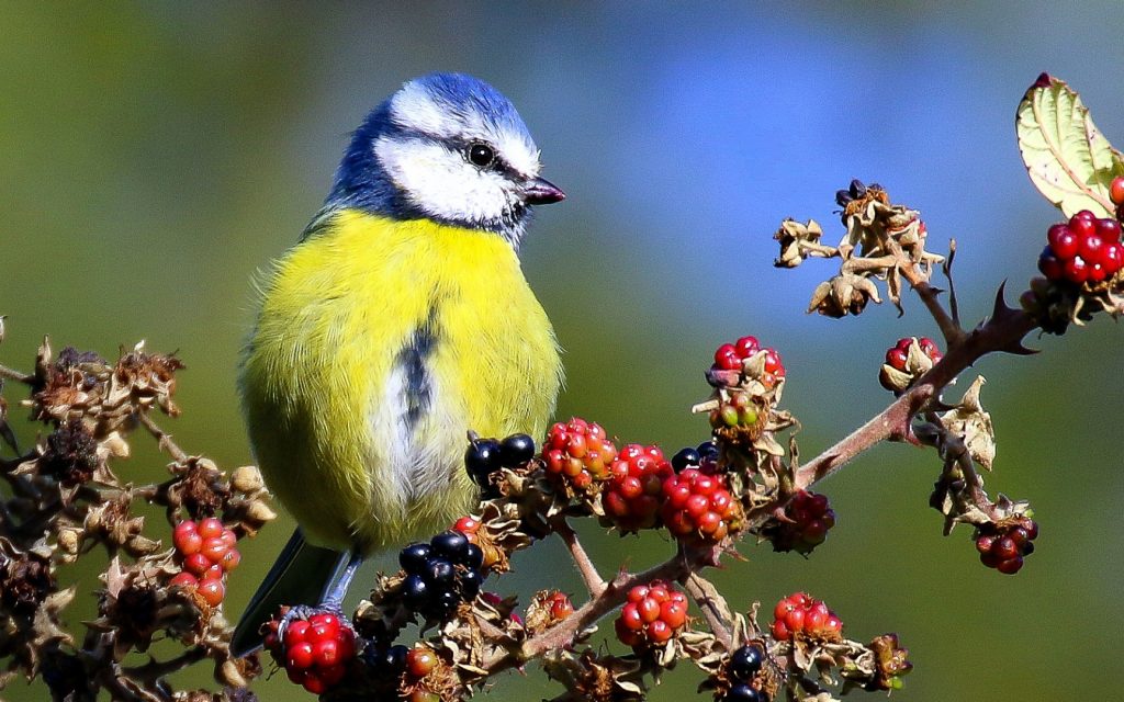 Birds Ireland