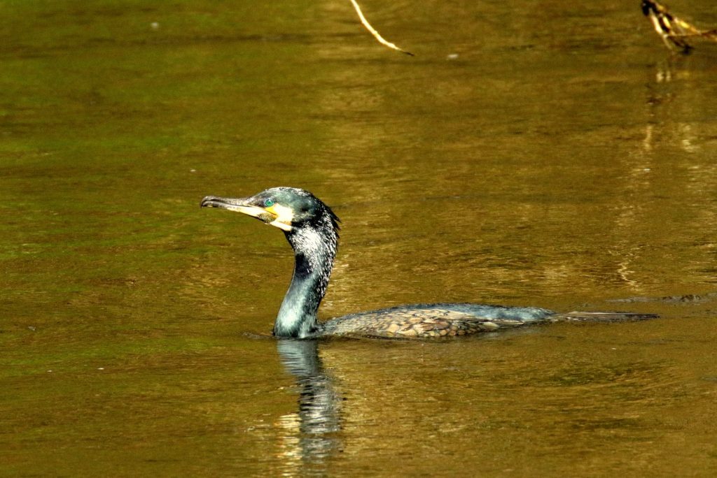 A Cormorant swims in the River Liffey, Saint Catherine&#039;s Park, Dublin