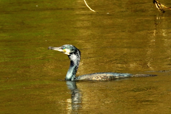 A Cormorant swims in the River Liffey, Saint Catherine's Park, Dublin