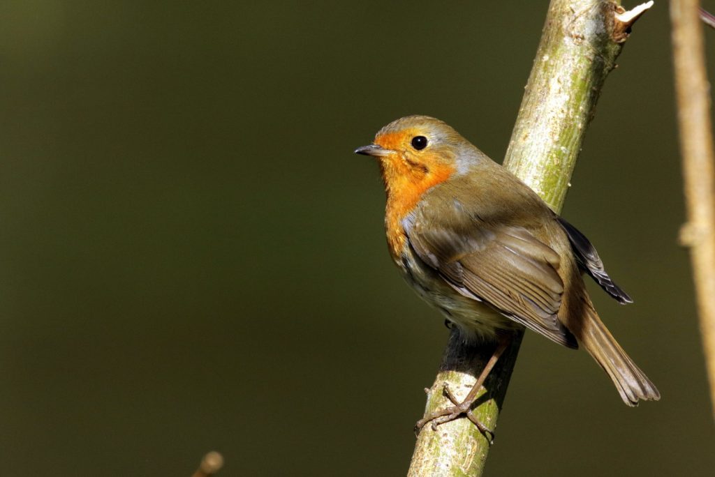 A Robin sits in winter sunshine on the bank of the River Liffey in Dublin