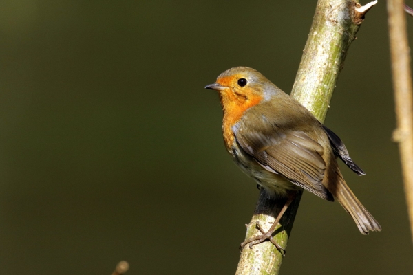 A Robin perched on a branch on the banks of the River Liffey in Dublin, Ireland
