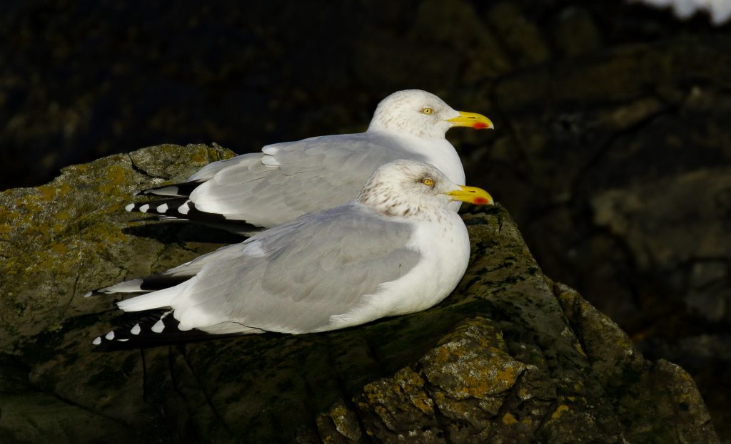 bird watching ireland