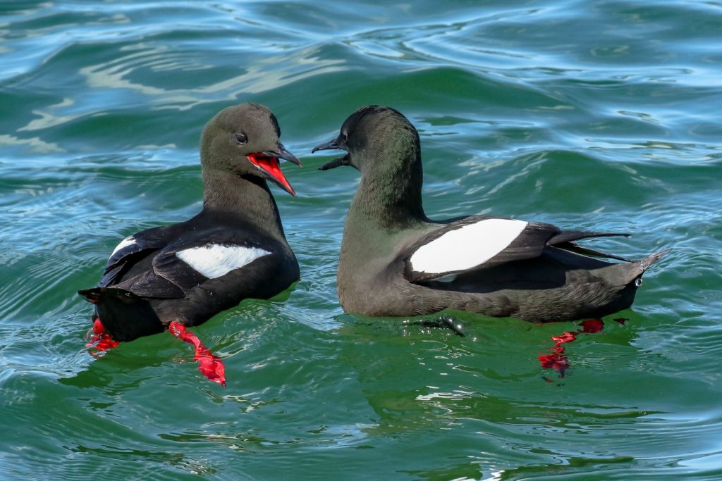 Birds Ireland