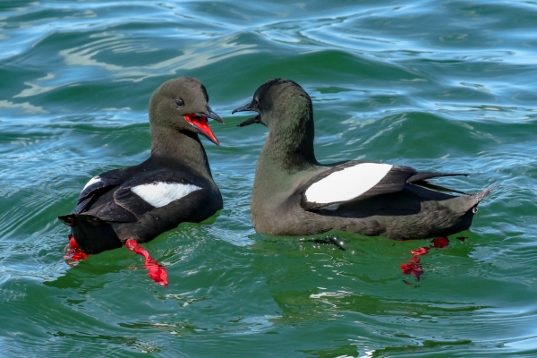 A pair of black Guillemots playing in the water