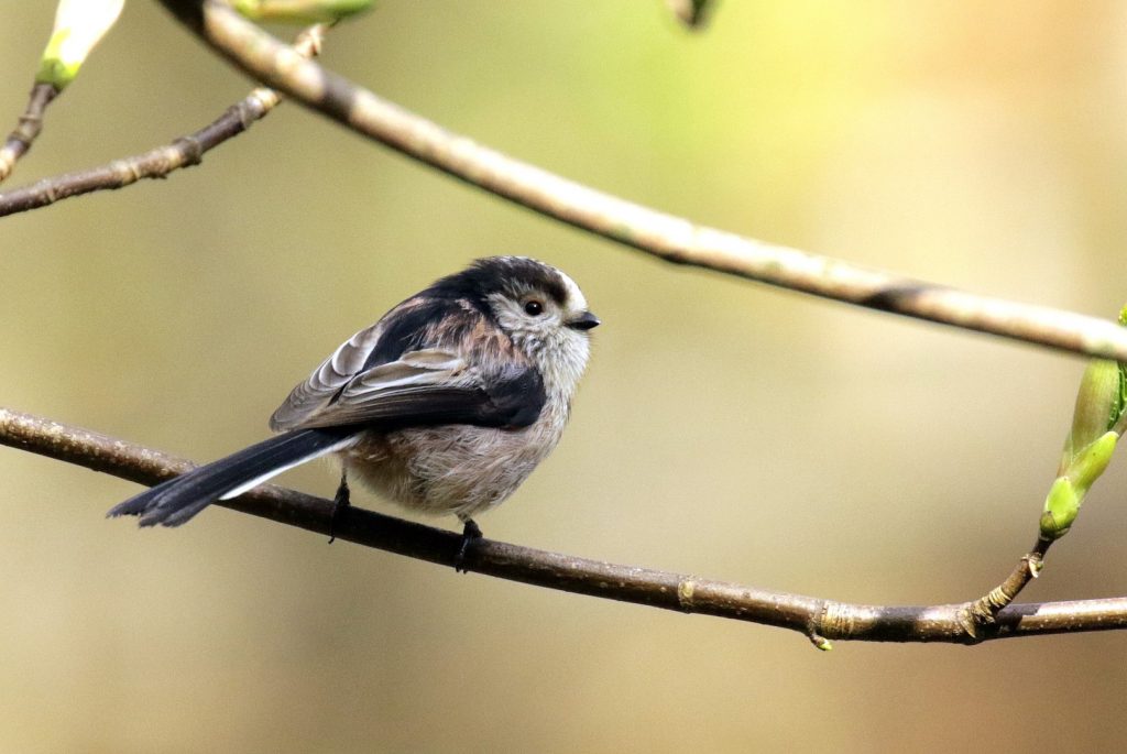 A Long Tailed Tit at Saint Cartherine's Park, Dublin