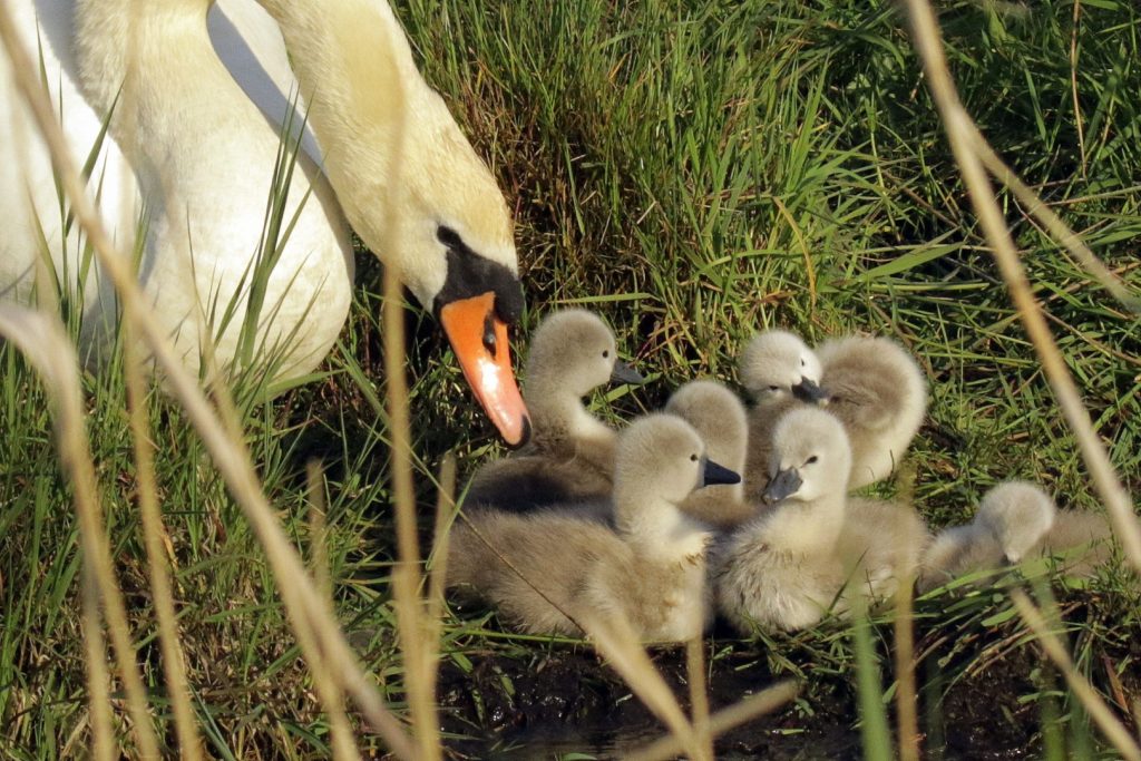 bird watching ireland