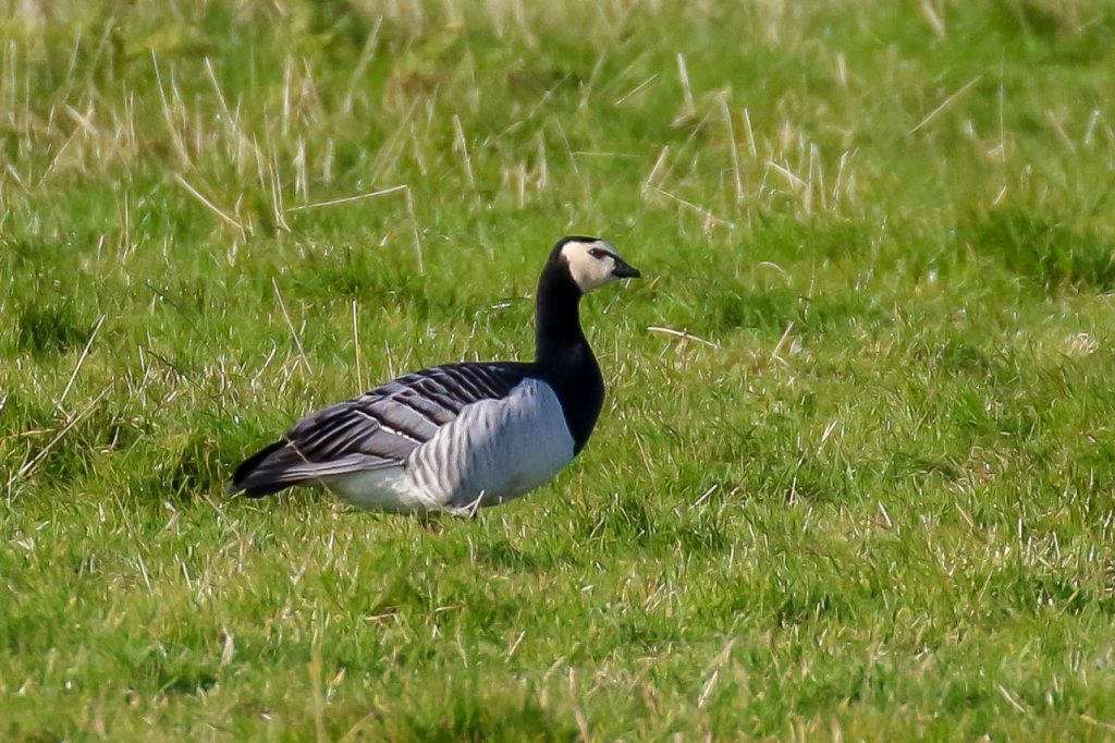 Birds Ireland