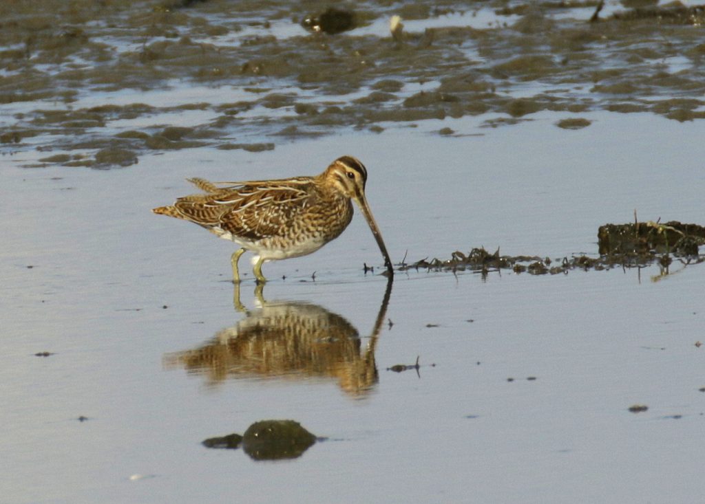 bird watching ireland