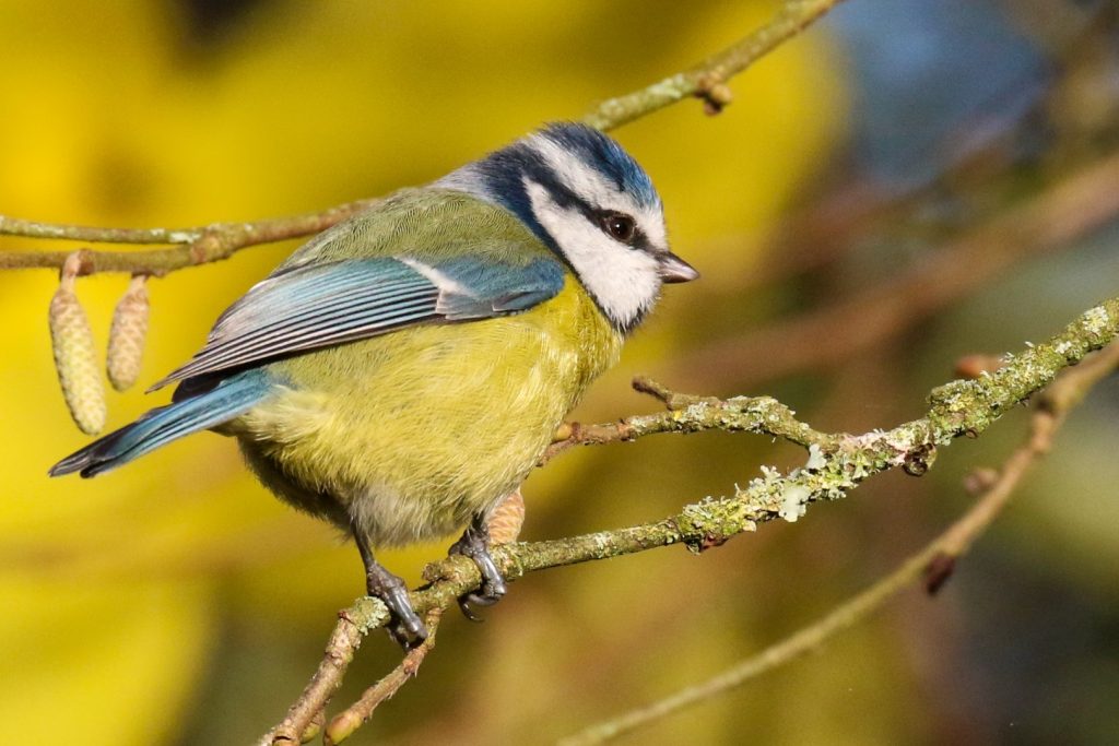 Birds Ireland