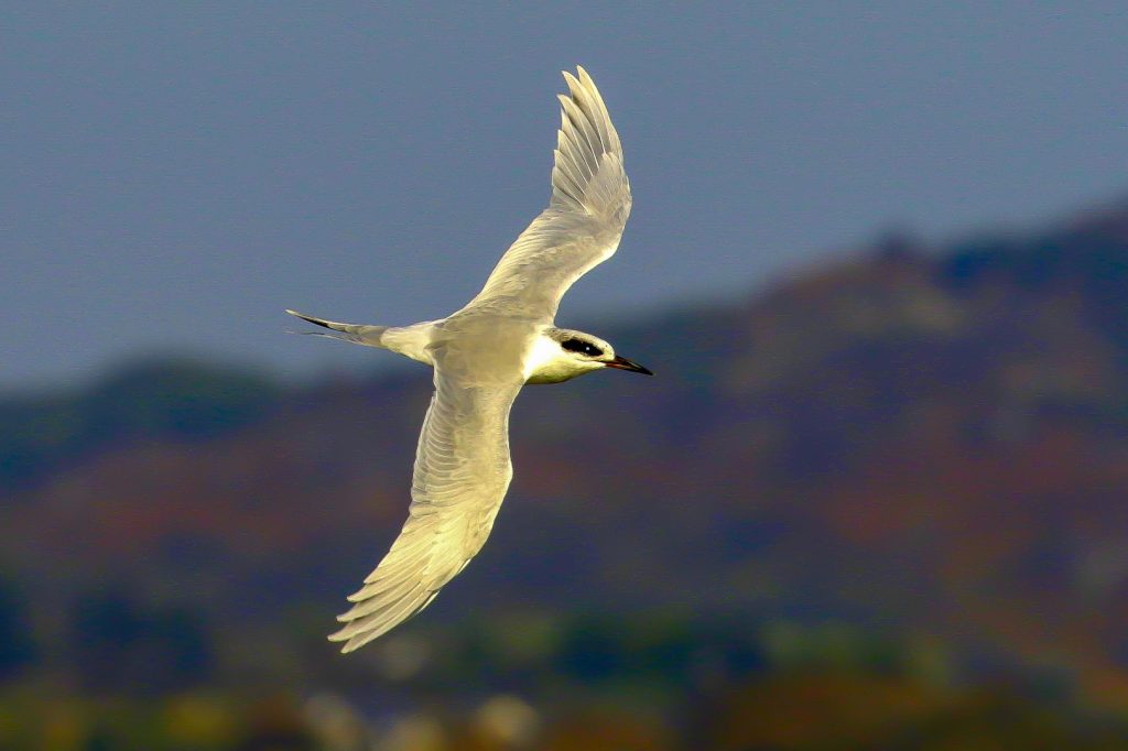 bird watching ireland