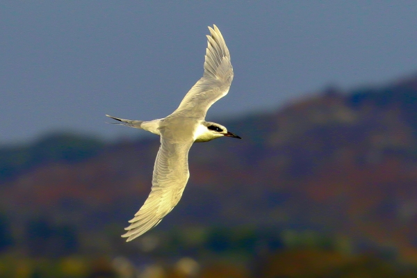 Forsters Tern in Ireland