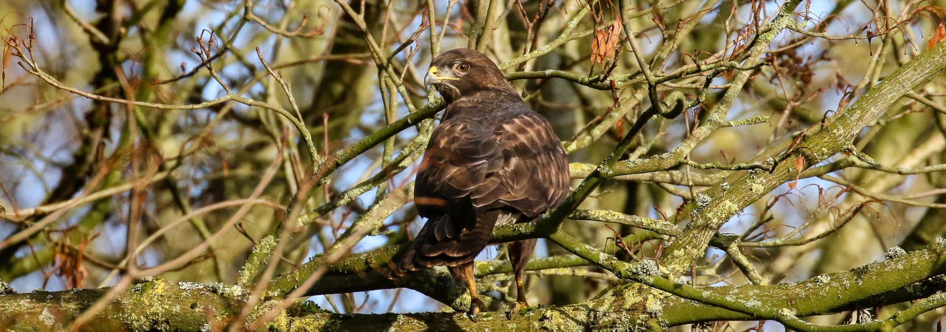 Bird Watching Lough Neagh