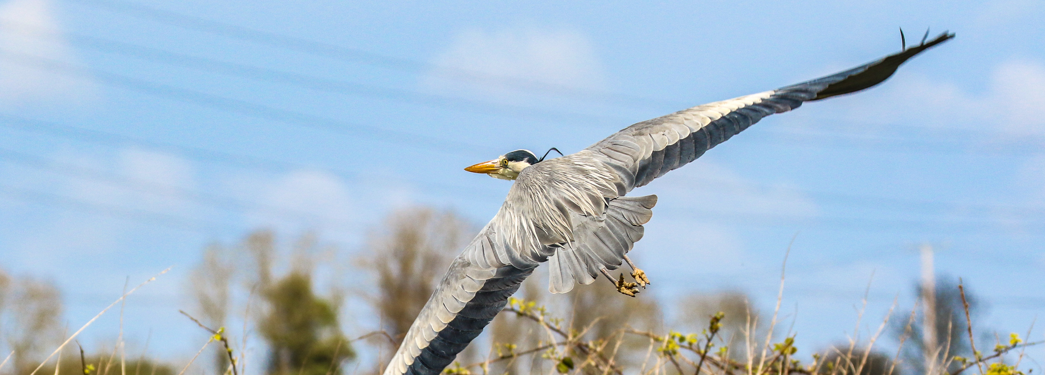 Bird Watching Ireland