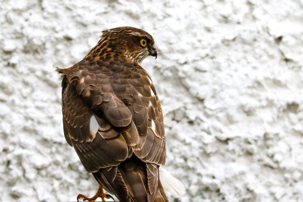 bird watching ireland