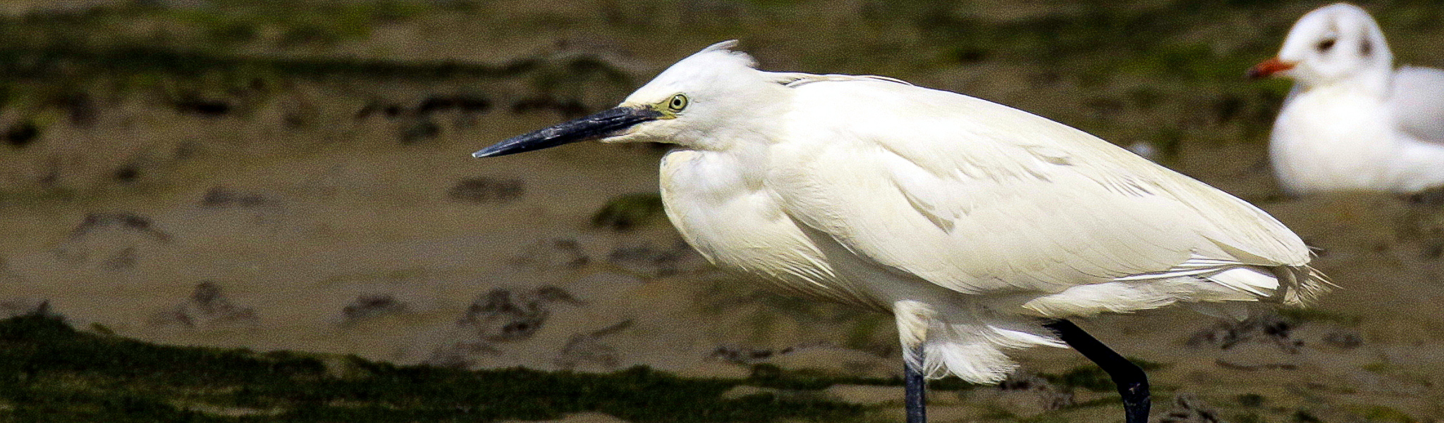 bird watching ireland