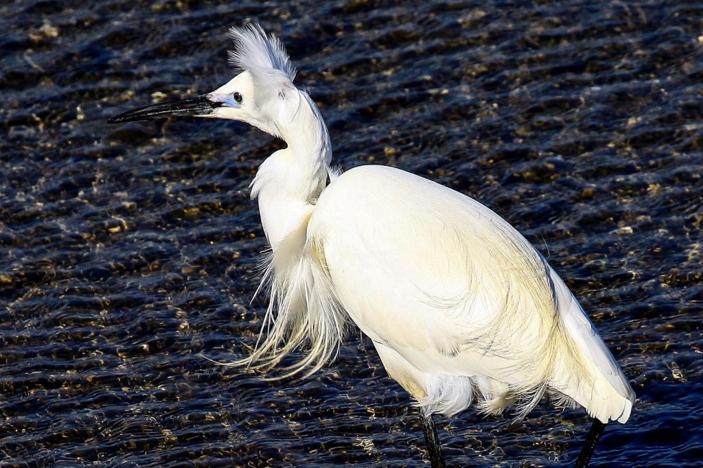 bird watching ireland