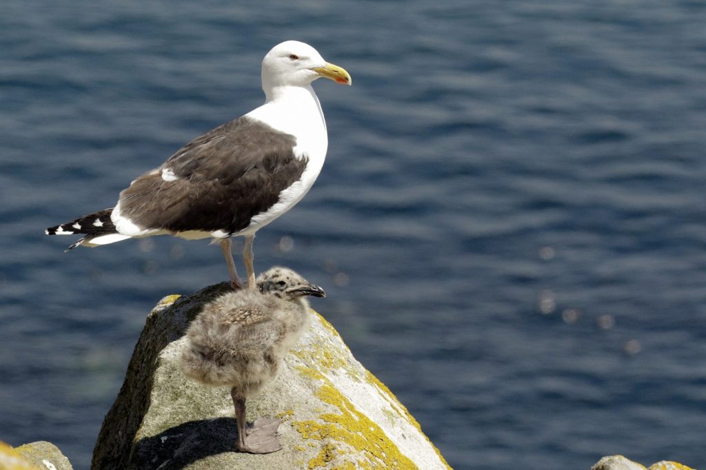 bird watching ireland