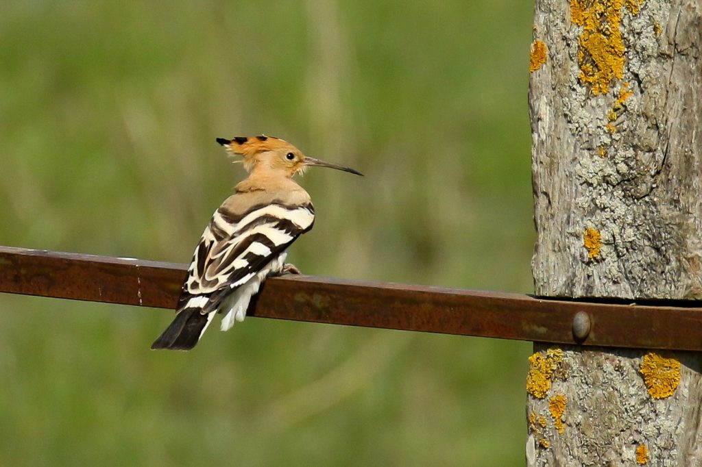 bird watching ireland