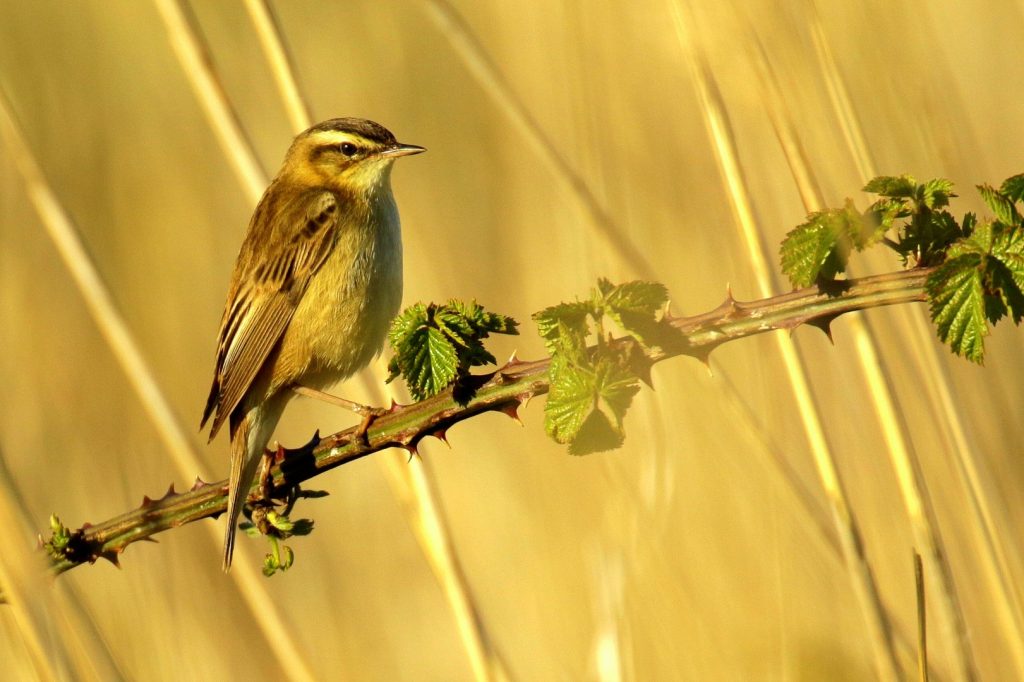 bird watching ireland