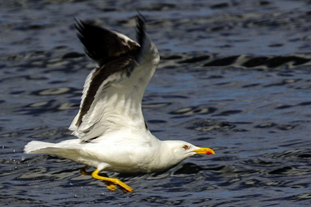 bird watching ireland