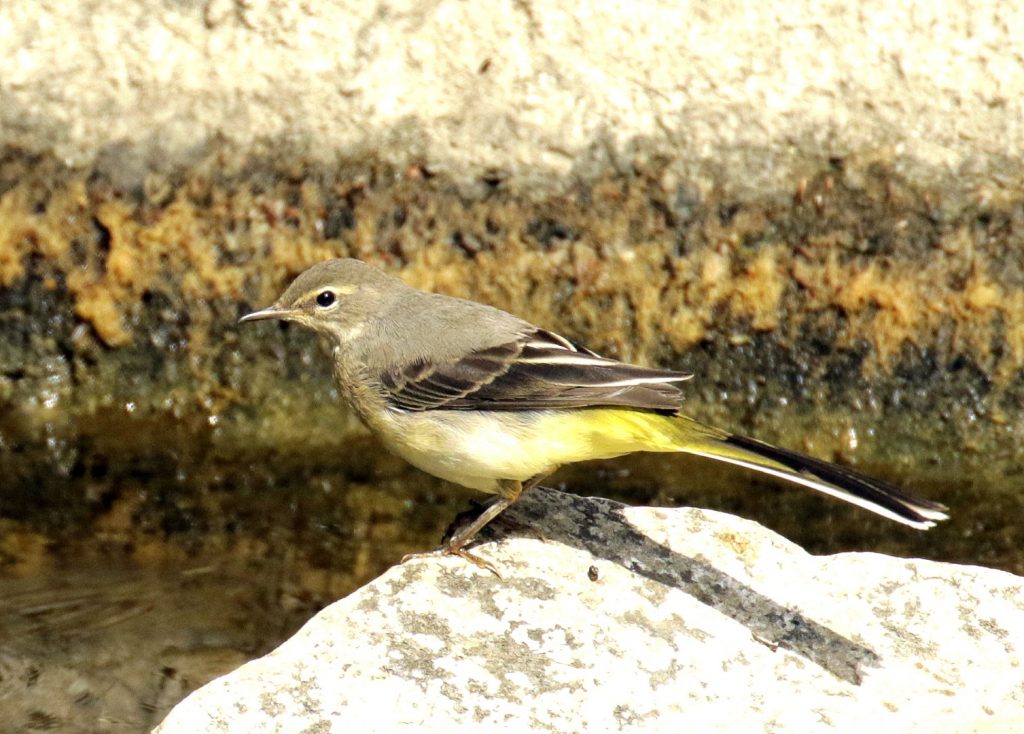 bird watching ireland