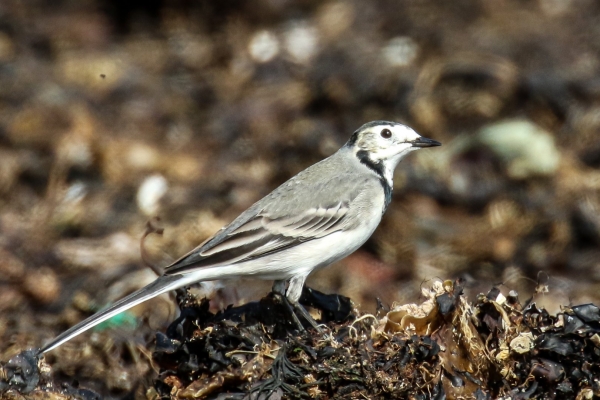 White Wagtail foraging on the beach at The Lady's stairs, Balbriggan, Dublin
