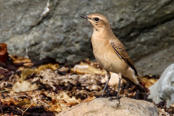 Wheatear, Ardgillan Park, Dublin