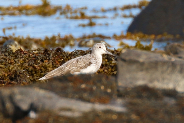 Greenshank Ardgillan Park, Dublin