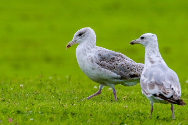 Herring Gulls Argillan Park, Dublin
