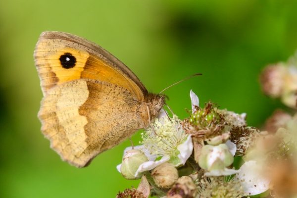 Meadow Brown Butterfly Ardgillan Park
