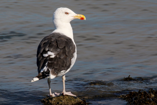 Great Black Backed Gull, Ardgillan Park, Dublin
