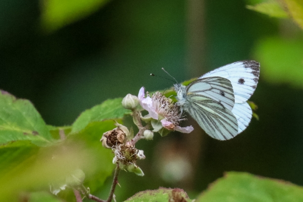 Small White Butterfly Ardgillan Park