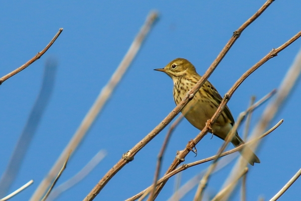 Meadow Pippit Ardgillan Park, Dublin