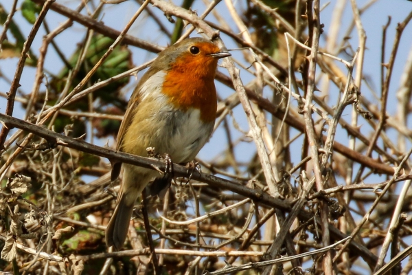 Robin Ardgillan Park, Dublin