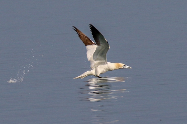 Gannet Ardgillan Park, Dublin