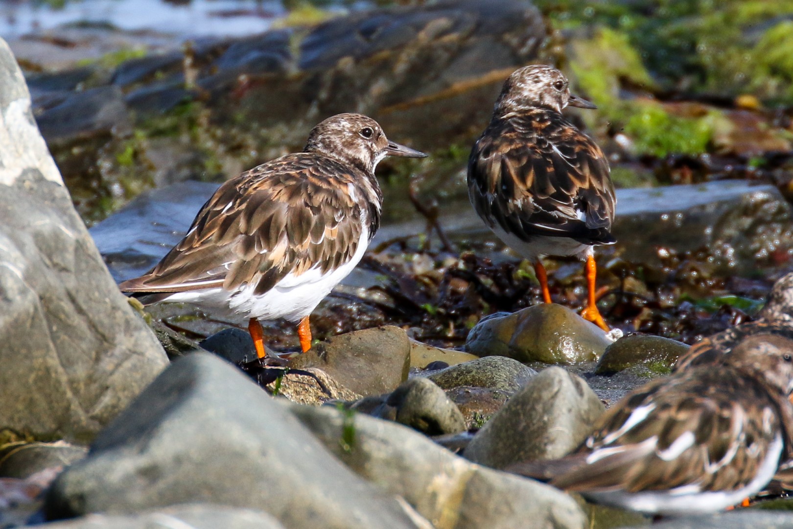 bird watching dublin