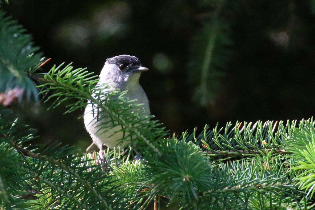 Bird Watching Ireland Avoca