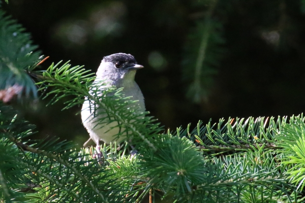 A Blackcap sits on a tree in Avoca, Wicklow