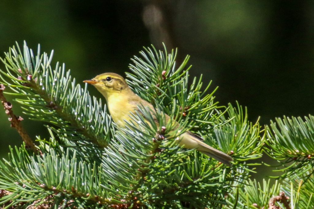 Bird Watching Ireland Avoca