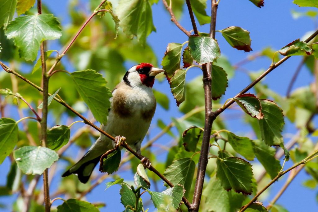 Bird Watching Ireland Avoca