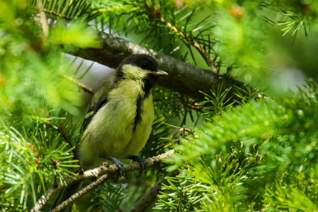 Bird Watching Ireland Avoca