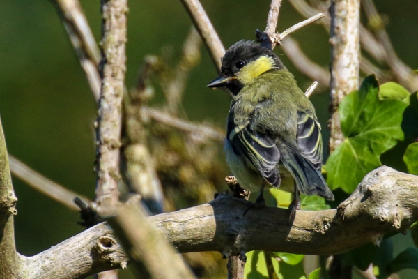 A Great Tit sits in a tree at Avoca, Wicklow