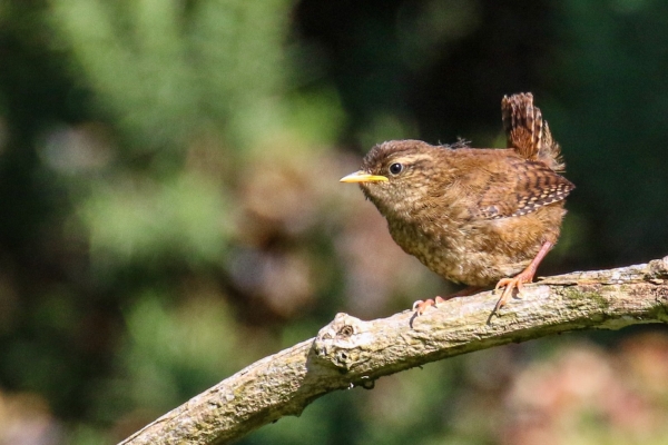 A young Wren perched on a branch at the Red Kite Walk, Avoca, County Wicklow
