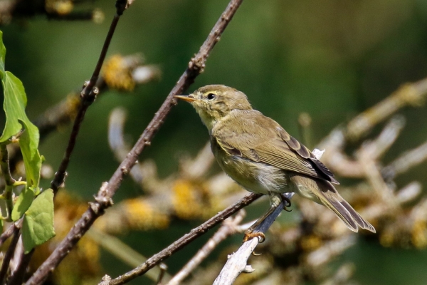 A Chaffinch on a tree branch in Avoca, County wicklow