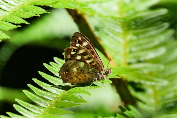 A Speckled Wood Butterfly on a leaf in the woods above Avoca, County Wicklow, Ireland