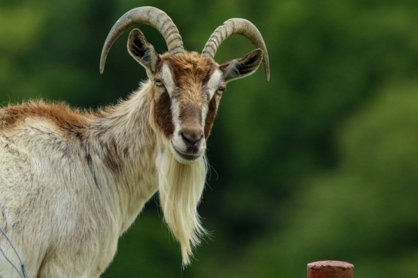 A large goat with curled horns looks down hill at the camera!