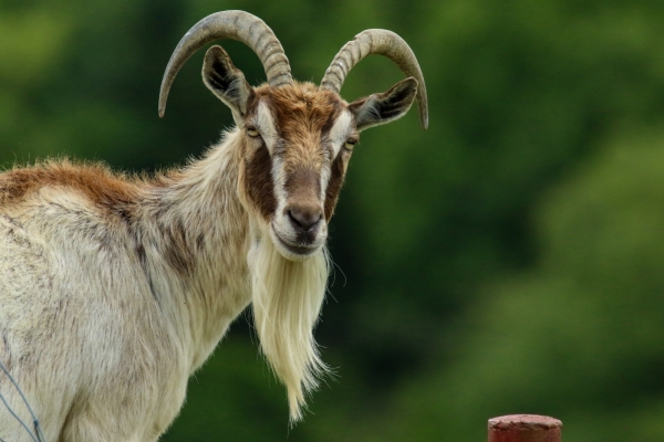 A Goat in Avoca, Wicklow, Ireland