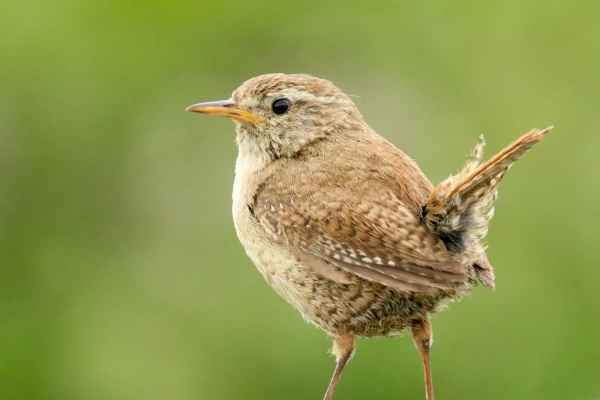 Wren against a green background in Avoca, County Wicklow